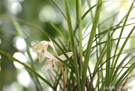 蘭花手意思|蘭花手